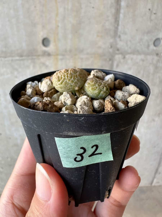 【現品限り】プセウドリトス・カプトヴィペラエ【D32】 Pseudolithos caput-viperae