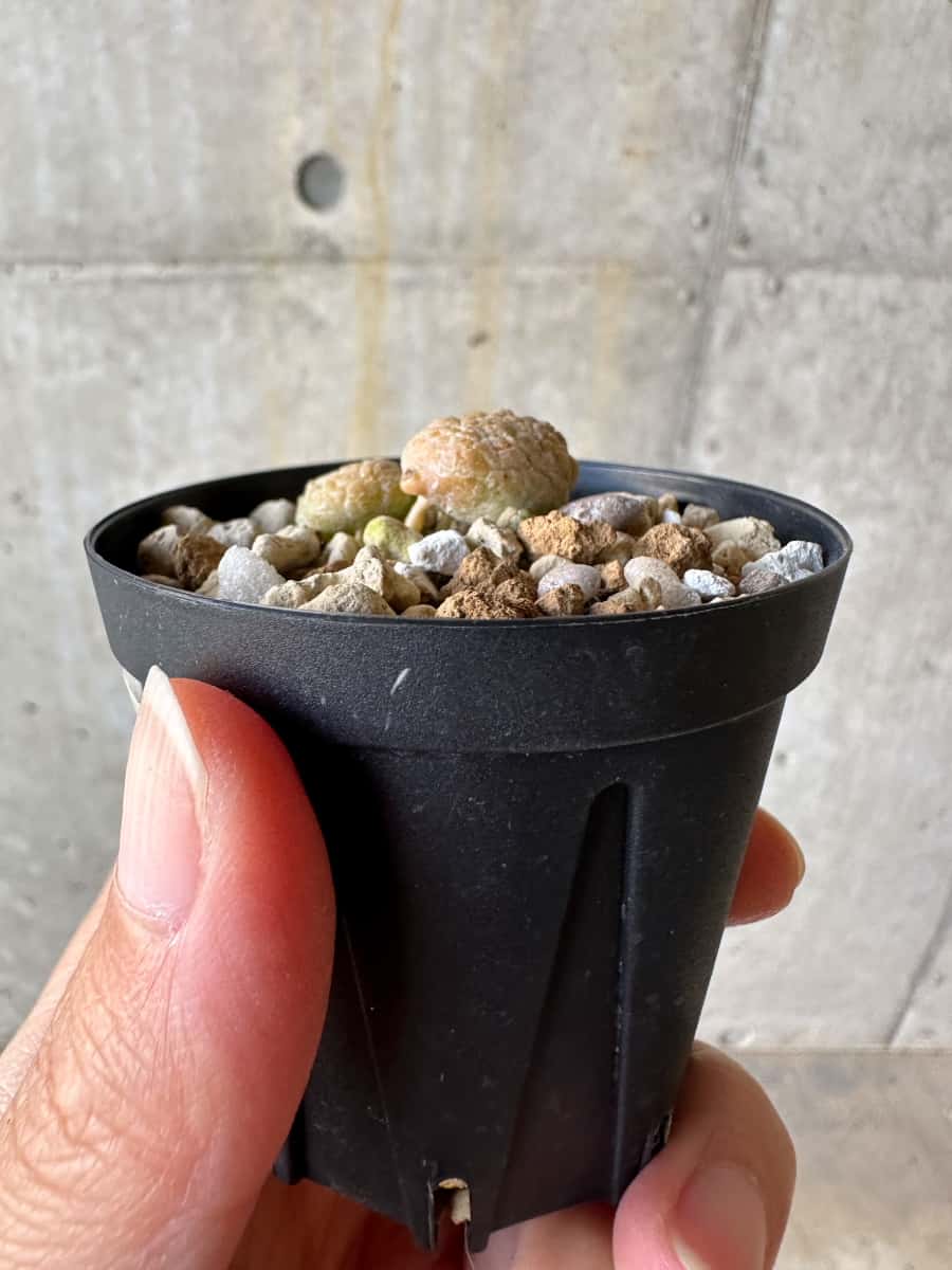 【現品限り】プセウドリトス・カプトヴィペラエ【D32】 Pseudolithos caput-viperae