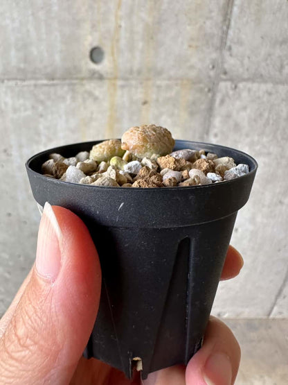 【現品限り】プセウドリトス・カプトヴィペラエ【D32】 Pseudolithos caput-viperae