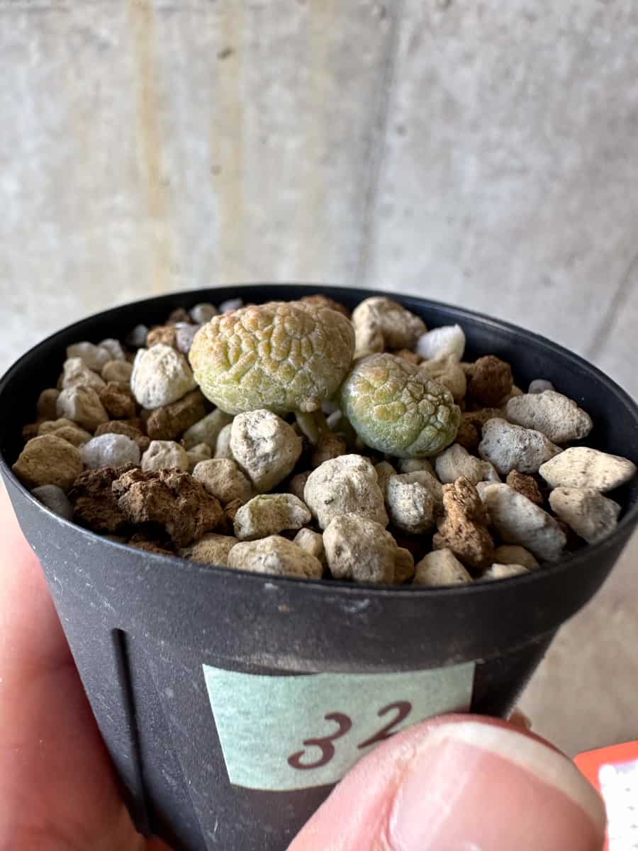 【現品限り】プセウドリトス・カプトヴィペラエ【D32】 Pseudolithos caput-viperae