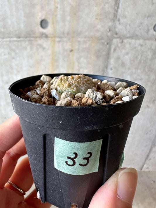 【現品限り】プセウドリトス・カプトヴィペラエ【D33】 Pseudolithos caput-viperae