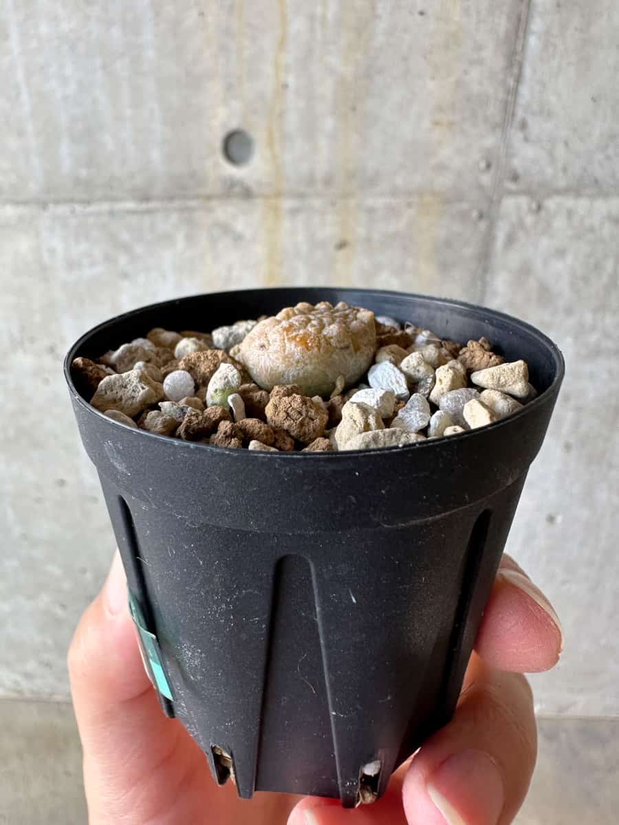 【現品限り】プセウドリトス・カプトヴィペラエ【D33】 Pseudolithos caput-viperae