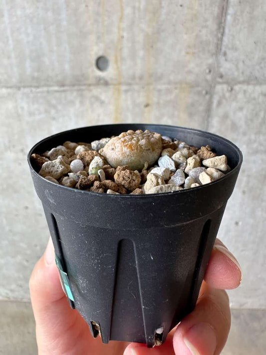 【現品限り】プセウドリトス・カプトヴィペラエ【D33】 Pseudolithos caput-viperae