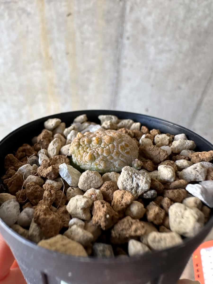 【現品限り】プセウドリトス・カプトヴィペラエ【D33】 Pseudolithos caput-viperae