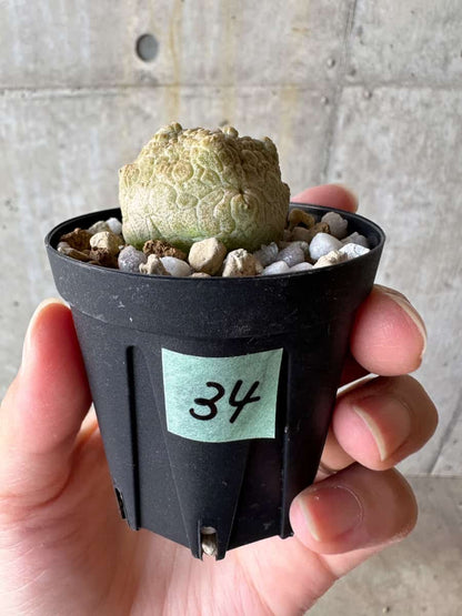 【現品限り】プセウドリトス・クビフォルメ【D34】 Pseudolithos cubiforme