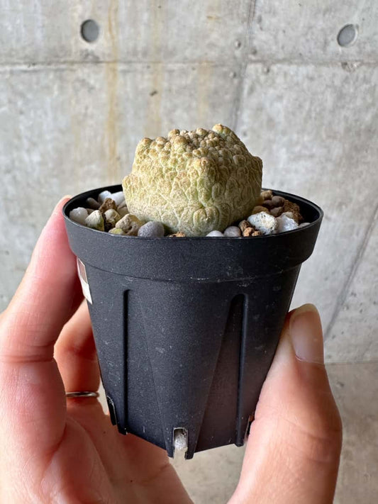 【現品限り】プセウドリトス・クビフォルメ【D34】 Pseudolithos cubiforme