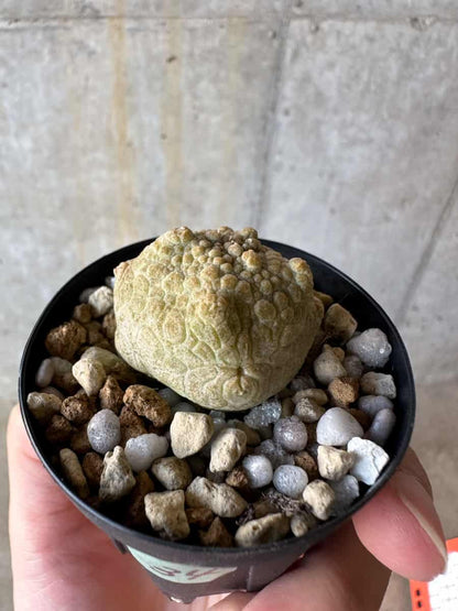 【現品限り】プセウドリトス・クビフォルメ【D34】 Pseudolithos cubiforme
