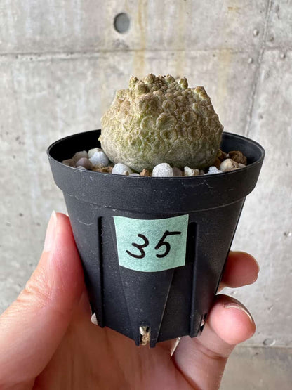 【現品限り】プセウドリトス・クビフォルメ【D35】 Pseudolithos cubiforme