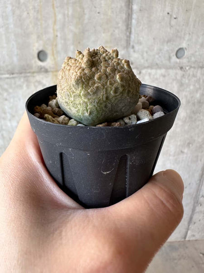 【現品限り】プセウドリトス・クビフォルメ【D35】 Pseudolithos cubiforme