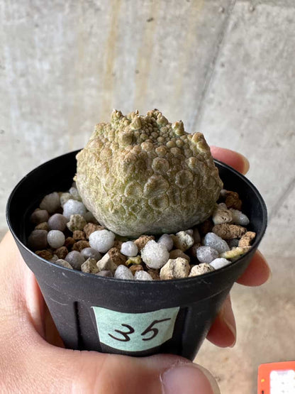 【現品限り】プセウドリトス・クビフォルメ【D35】 Pseudolithos cubiforme