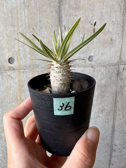 【現品限り】パキポディウム・グラキリス【D36】 Pachypodium gracilius