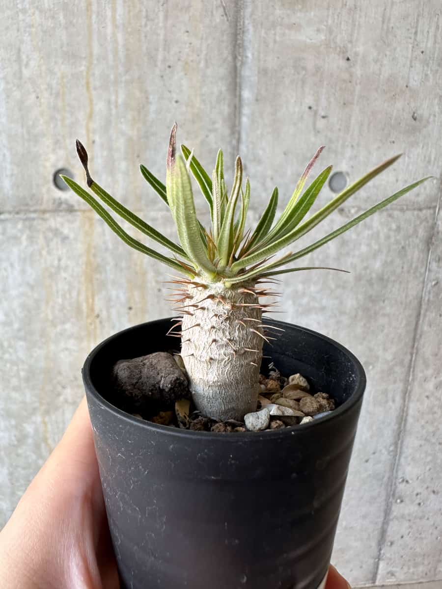 【現品限り】パキポディウム・グラキリス【D36】 Pachypodium gracilius