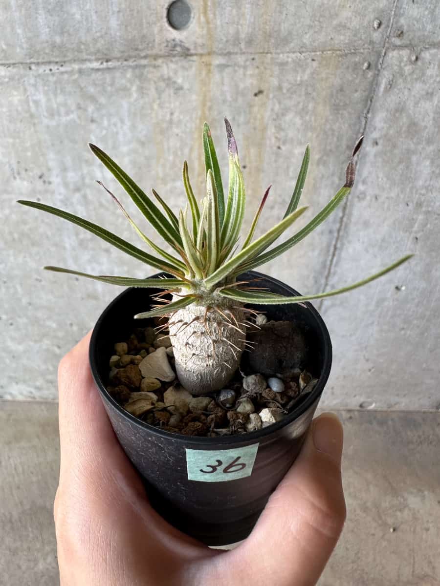 【現品限り】パキポディウム・グラキリス【D36】 Pachypodium gracilius