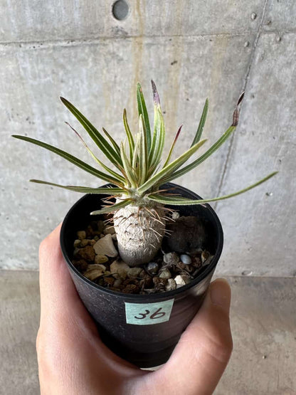【現品限り】パキポディウム・グラキリス【D36】 Pachypodium gracilius