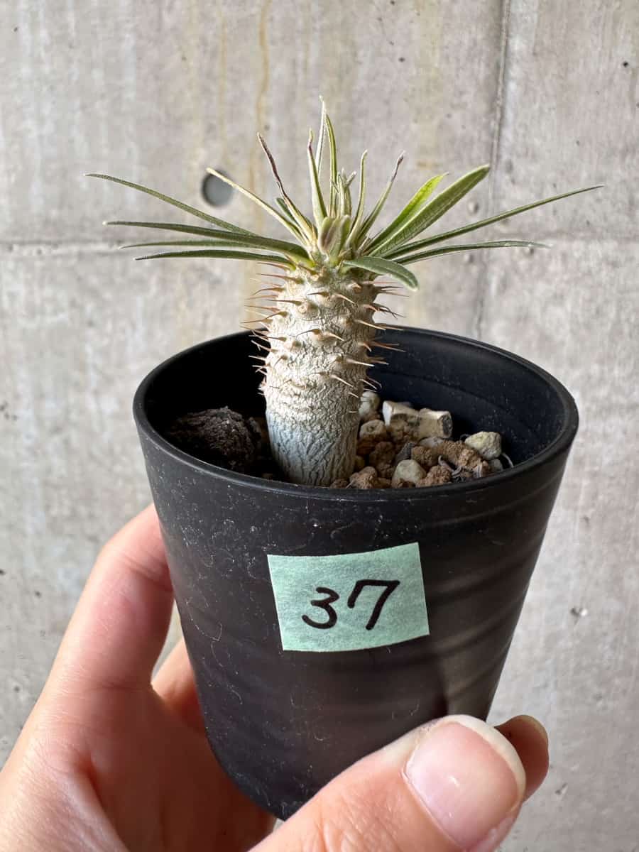 パキポディウム グラキリス 大株 幅20㎝弱 現品限り】パキポディウム・グラキリス【D37】 Pachypodium gracilius