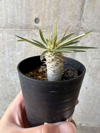 【現品限り】パキポディウム・グラキリス【D37】 Pachypodium gracilius
