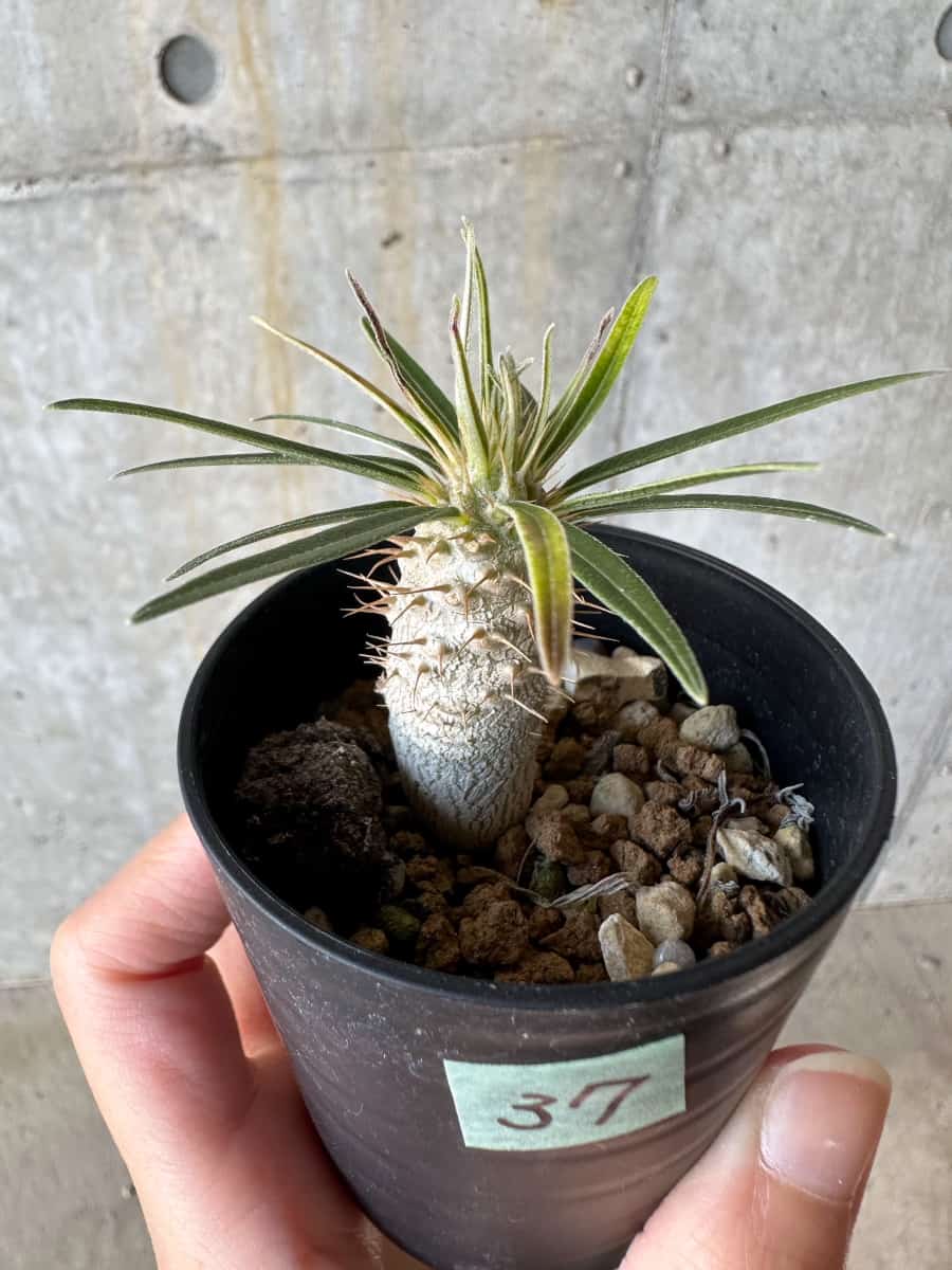 【現品限り】パキポディウム・グラキリス【D37】 Pachypodium gracilius