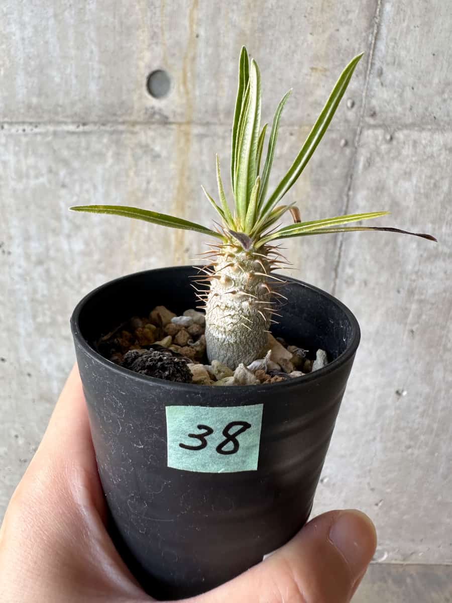 【現品限り】パキポディウム・グラキリス【D38】 Pachypodium gracilius