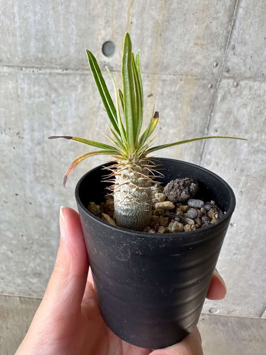【現品限り】パキポディウム・グラキリス【D38】 Pachypodium gracilius