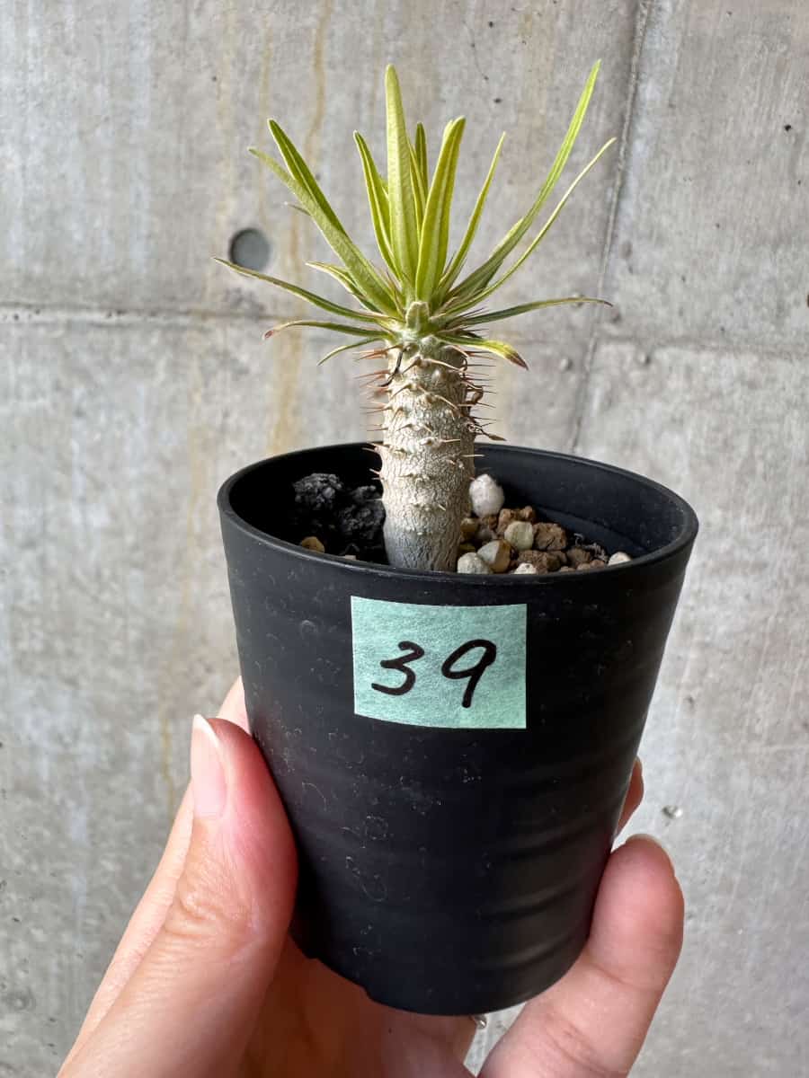 【現品限り】パキポディウム・グラキリス【D39】 Pachypodium gracilius