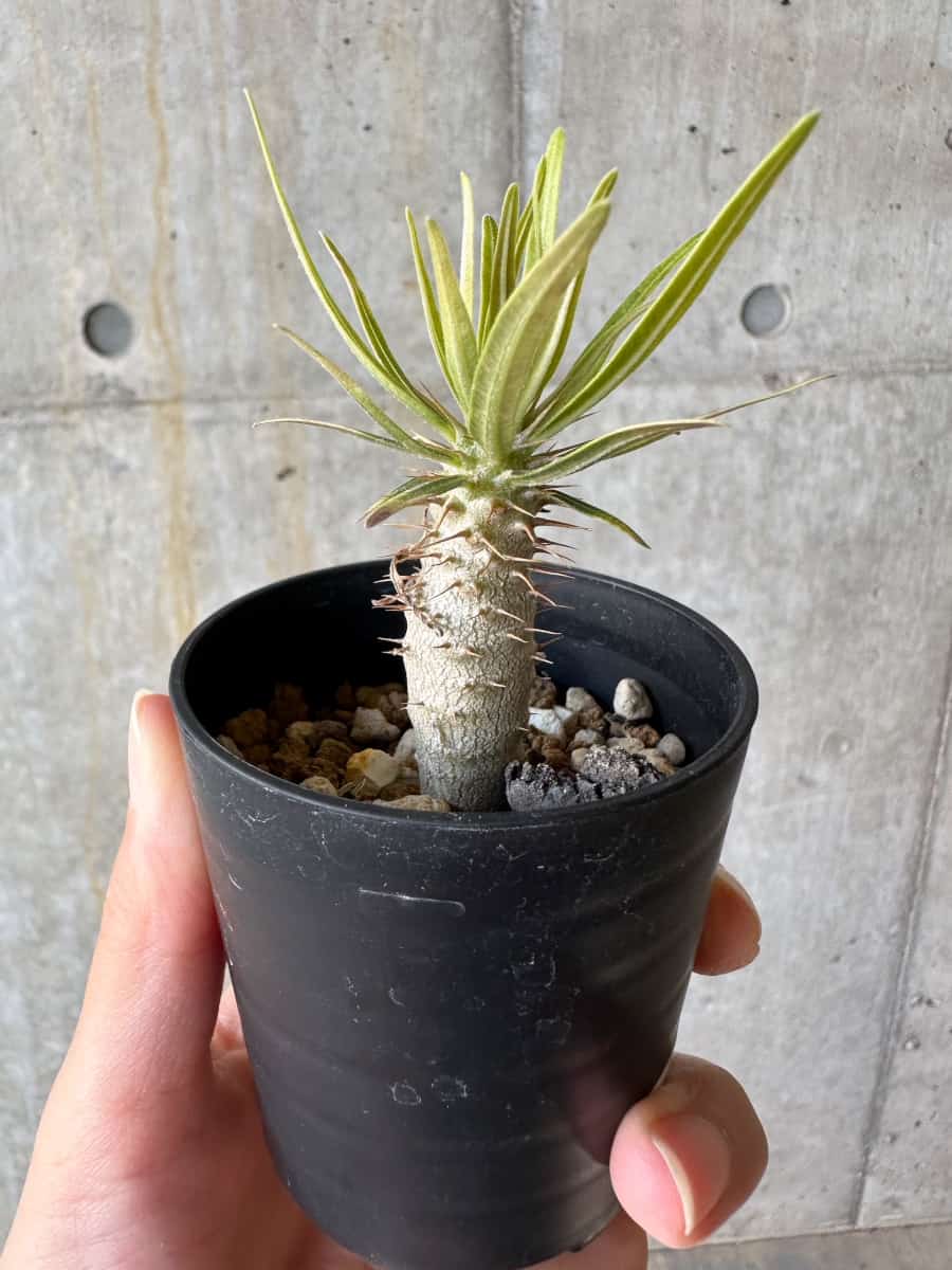 【現品限り】パキポディウム・グラキリス【D39】 Pachypodium gracilius