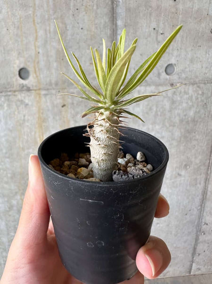 【現品限り】パキポディウム・グラキリス【D39】 Pachypodium gracilius