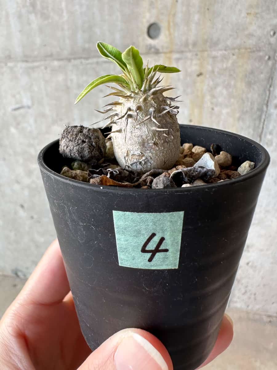 【現品限り】パキポディウム・恵比寿笑い 白花【D4】 Pachypodium brevicaule leucoxanthum
