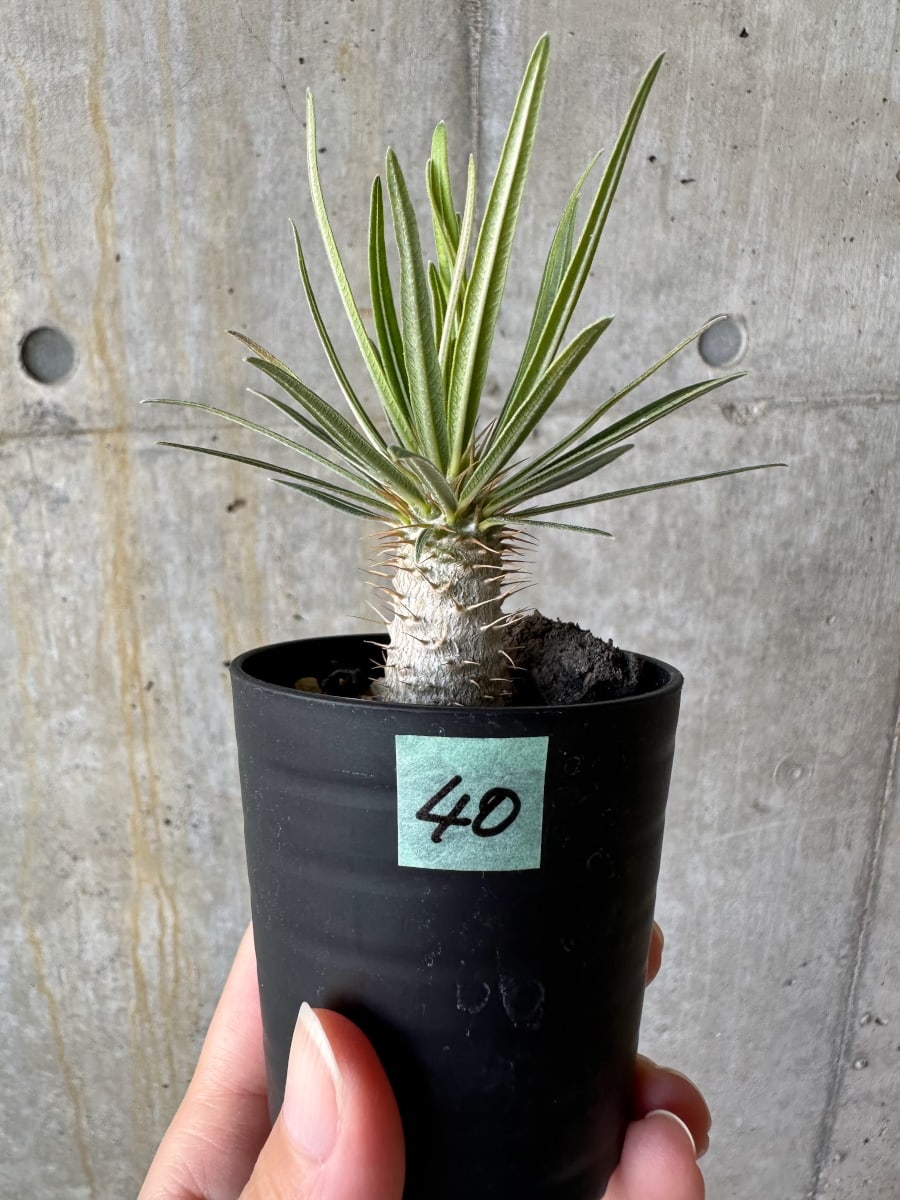 【現品限り】パキポディウム・グラキリス【D40】 Pachypodium gracilius