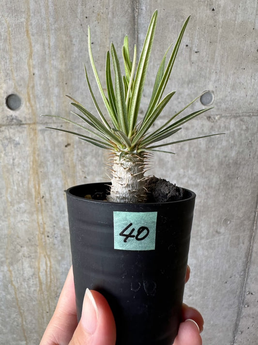 【現品限り】パキポディウム・グラキリス【D40】 Pachypodium gracilius