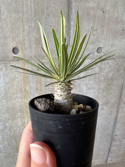 【現品限り】パキポディウム・グラキリス【D40】 Pachypodium gracilius