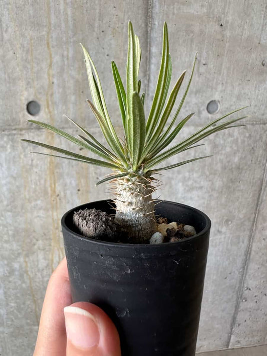 【現品限り】パキポディウム・グラキリス【D40】 Pachypodium gracilius