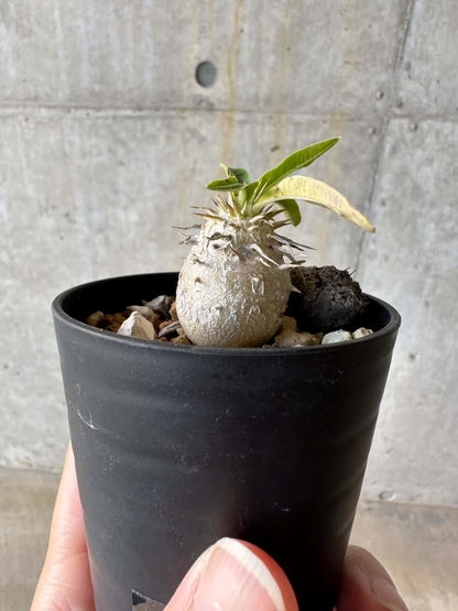 【現品限り】パキポディウム・恵比寿笑い 白花【D4】 Pachypodium brevicaule leucoxanthum