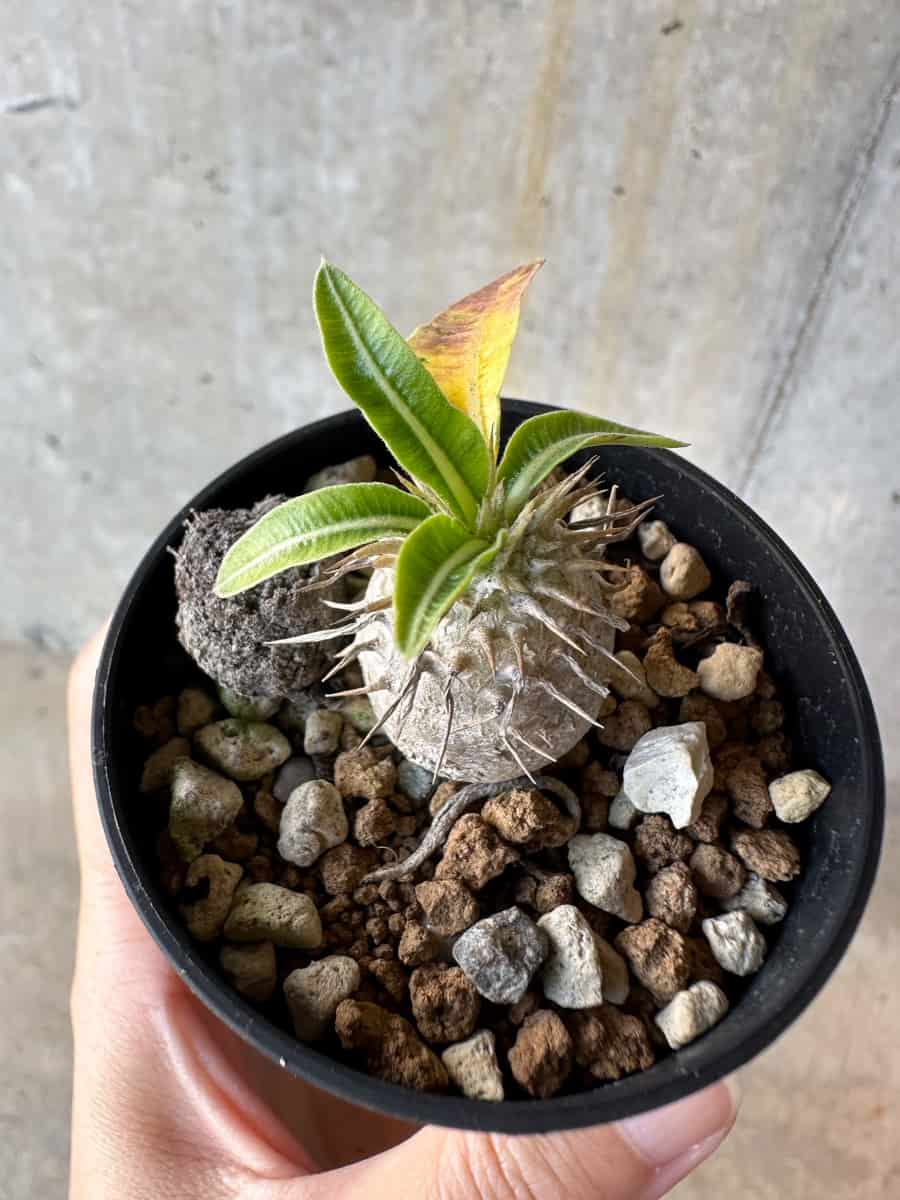 パキポディウム 恵比寿笑い Pachypodium brevicaule ③ 現品限り】パキポディウム・恵比寿笑い 白花【D4】 Pachypodium