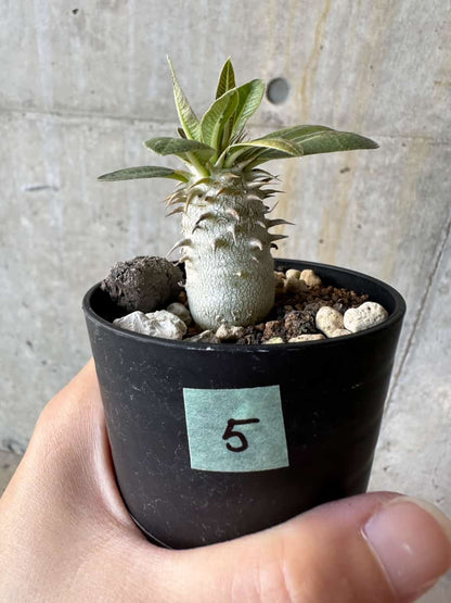 【現品限り】パキポディウム・恵比寿笑い 白花【D5】 Pachypodium brevicaule leucoxanthum