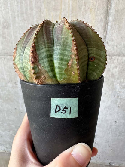 【現品限り】ユーフォルビア・オベサ【D51】 Euphorbia obesa