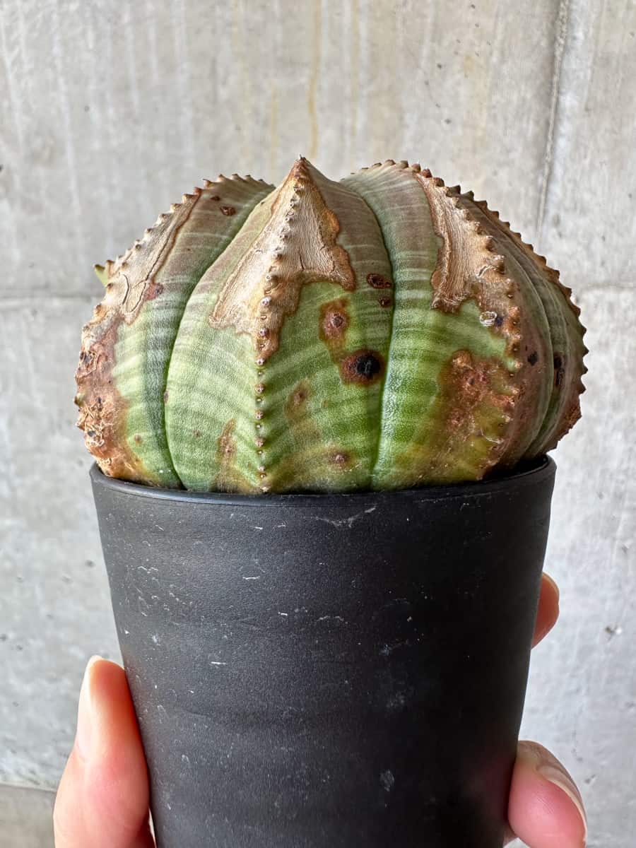 【現品限り】ユーフォルビア・オベサ【D51】 Euphorbia obesa