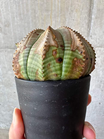 【現品限り】ユーフォルビア・オベサ【D51】 Euphorbia obesa
