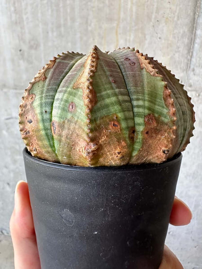 【現品限り】ユーフォルビア・オベサ【D51】 Euphorbia obesa