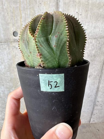 【現品限り】ユーフォルビア・オベサ【D52】 Euphorbia obesa