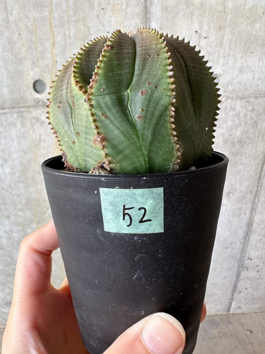 【現品限り】ユーフォルビア・オベサ【D52】 Euphorbia obesa