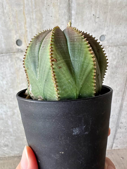 【現品限り】ユーフォルビア・オベサ【D52】 Euphorbia obesa