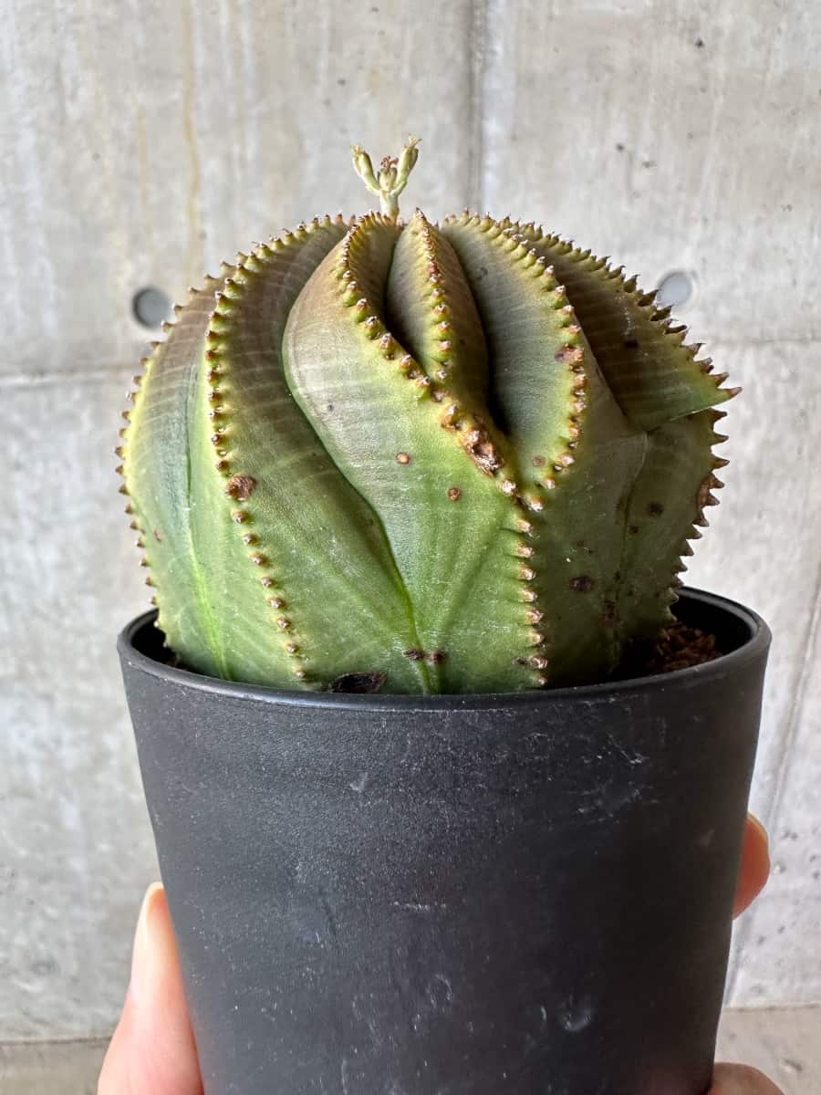 【現品限り】ユーフォルビア・オベサ【D52】 Euphorbia obesa