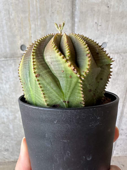 【現品限り】ユーフォルビア・オベサ【D52】 Euphorbia obesa