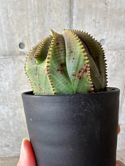 【現品限り】ユーフォルビア・オベサ【D52】 Euphorbia obesa