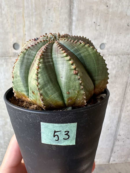 【現品限り】ユーフォルビア・オベサ【D53】 Euphorbia obesa