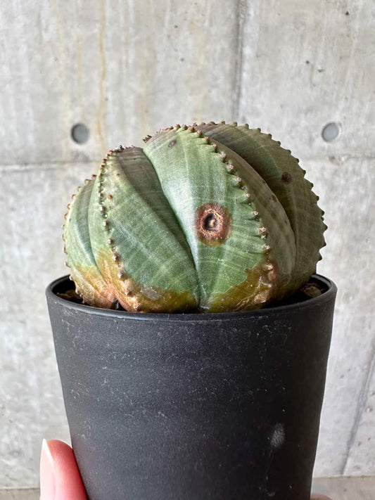 【現品限り】ユーフォルビア・オベサ【D53】 Euphorbia obesa