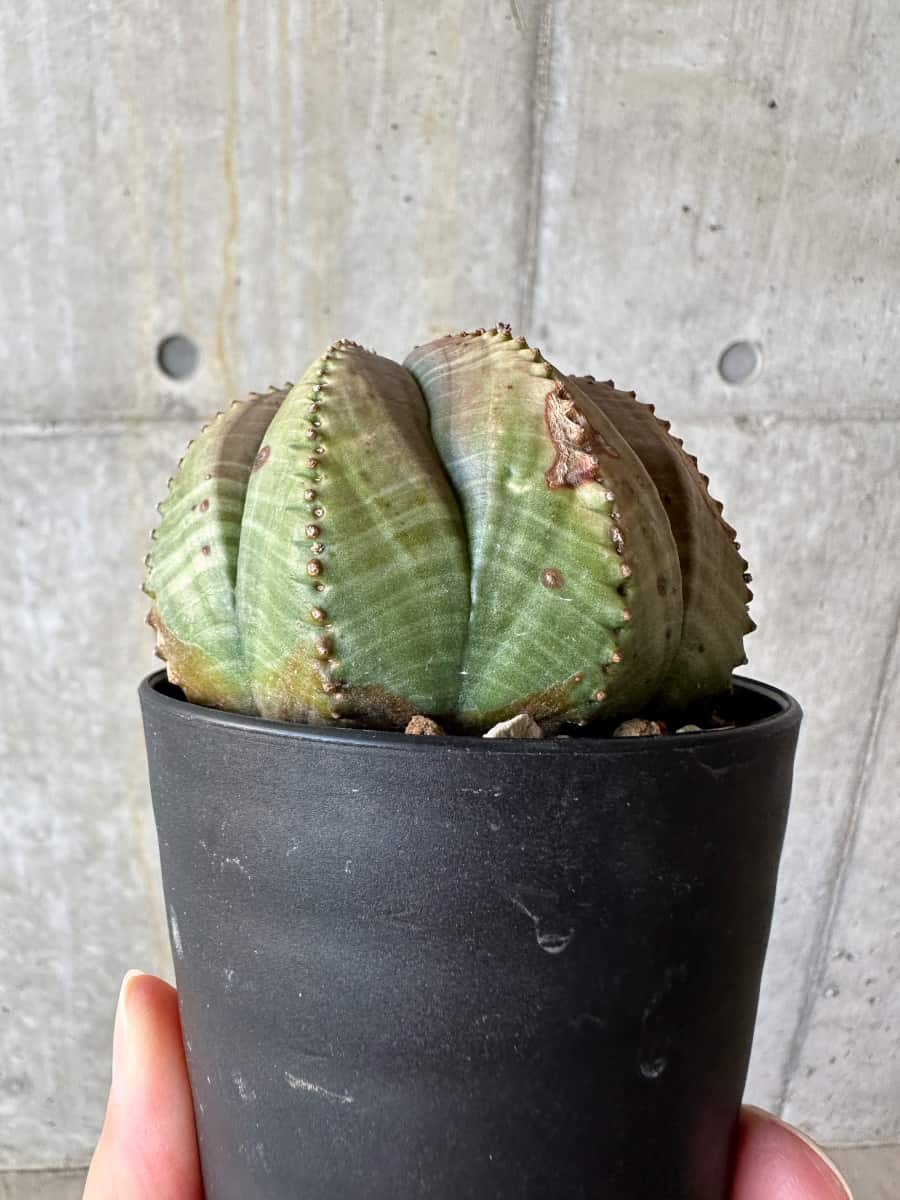 現品限り】ユーフォルビア・オベサ【D53】 Euphorbia obesa 塊根植物