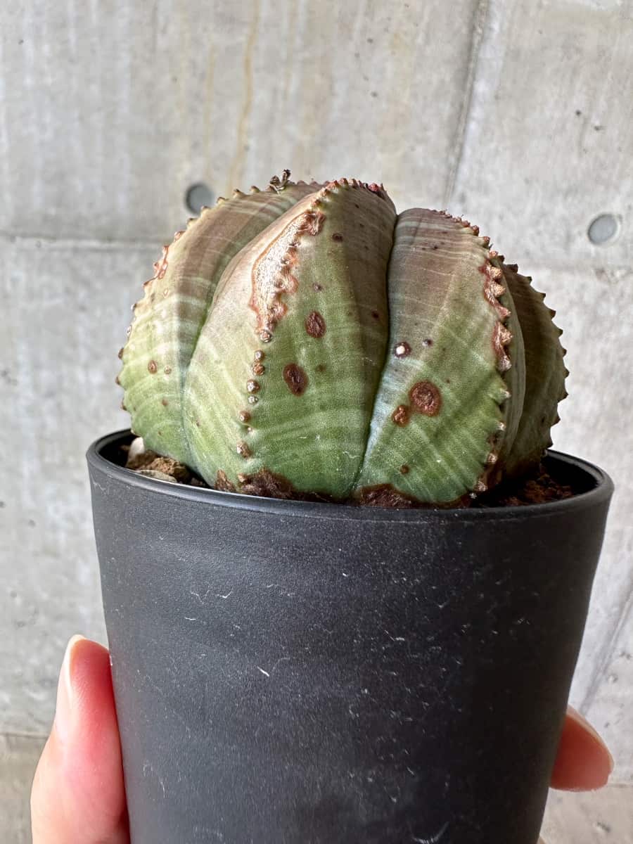 【現品限り】ユーフォルビア・オベサ【D53】 Euphorbia obesa