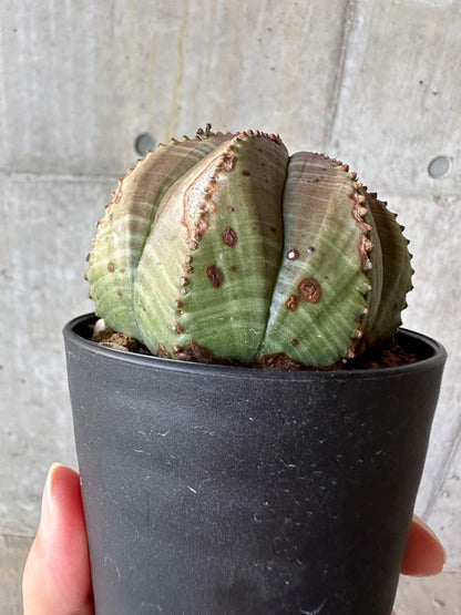 【現品限り】ユーフォルビア・オベサ【D53】 Euphorbia obesa