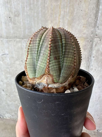 【現品限り】ユーフォルビア・オベサ【D54】 Euphorbia obesa